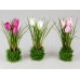 Formano Tulpe auf Grassockel farblich sortiert